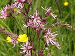 cuckoo light elke, carnation, meadow