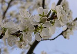 flowers, white, spring