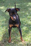 mammalia, canis lupus familiaris, portrait