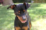 portrait, pet, race