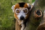 nature, animal, wildlife