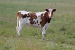 cow, prairie, field