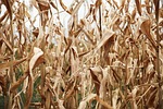 straw, cereal, crop