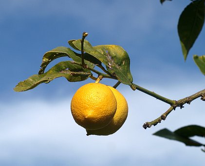 Fruta, Comida, Natureza, Folha