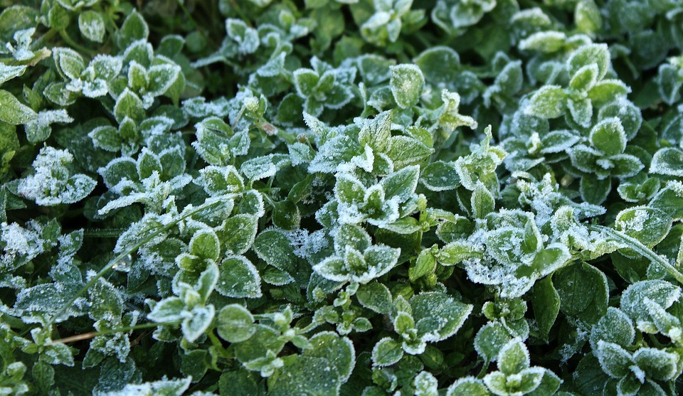 Frost Löv Vintern - Gratis foto på Pixabay - Pixabay