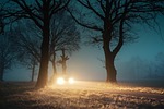 fog, tree, landscape