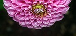 flower, nature, flora