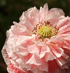 flower, flora, nature