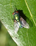 insect, fly, animal