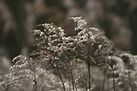 nature, season, plant