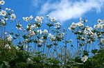 flower, flora, nature