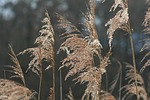 nature, plant, field