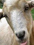 mammal, animal, portrait