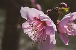 flower, plant, nature