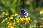 nature, flower, summer