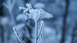 nature, leann, plant