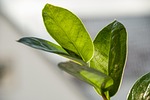 leaf, flora, nature