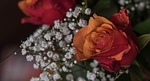 flower, rose, nature