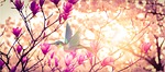rose, natur, landscape
