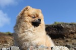 spitz miniature, nature, animals