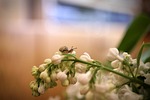 flower, nature, plant