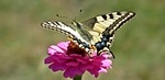 butterfly day, paż queen, nature