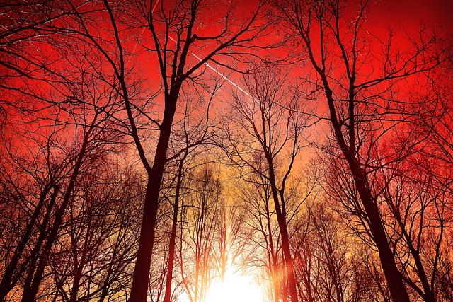 Tree Rising Up 200+ Free 天空 & Nature Photos - Pixabay