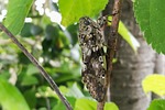 japan, natural, insect