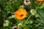 calendula, flowers, plant