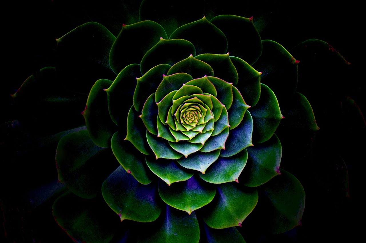 Nature Desktop Flora - Free photo on Pixabay