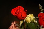 roses, love, red rose