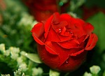 roses, love, red rose