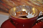 animal, lizard, gecko