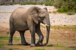 elephant, africa, namibia