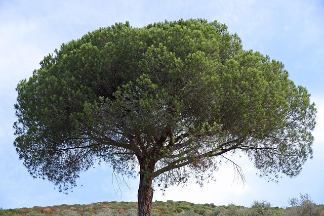 Natur, Landschaft, Draußen, Holz, Baum