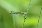 insect, dragonfly, nature
