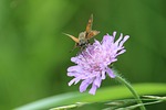nature, flower, summer