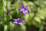 nature, plant, flower