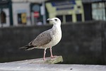 sea gull, nature, bird