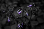 flower, garden, outdoors