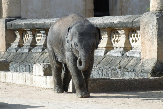 Rejse, Elefant, Zoo, Ung Elefant