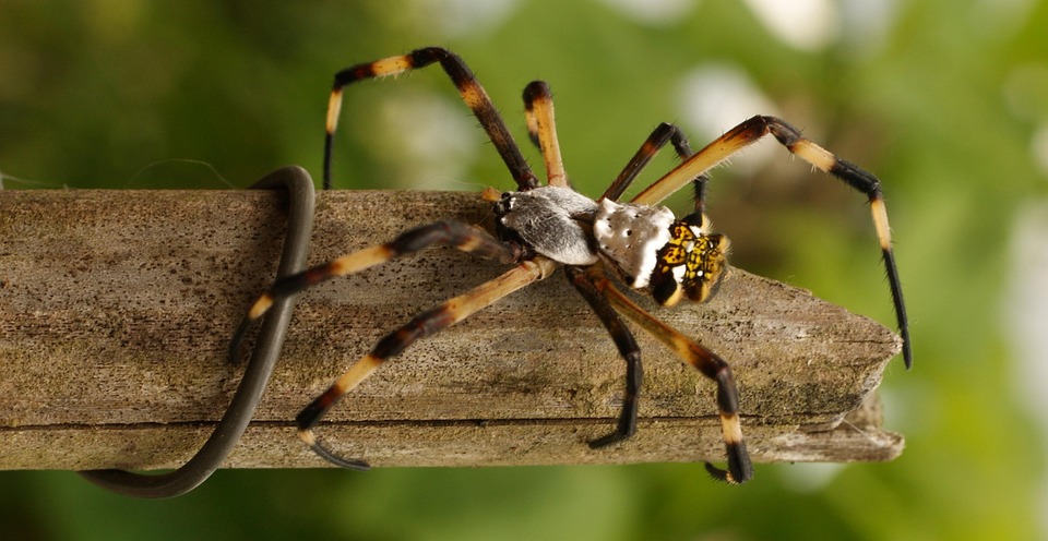 Insect Invertebrate Animalia - Free photo on Pixabay - Pixabay