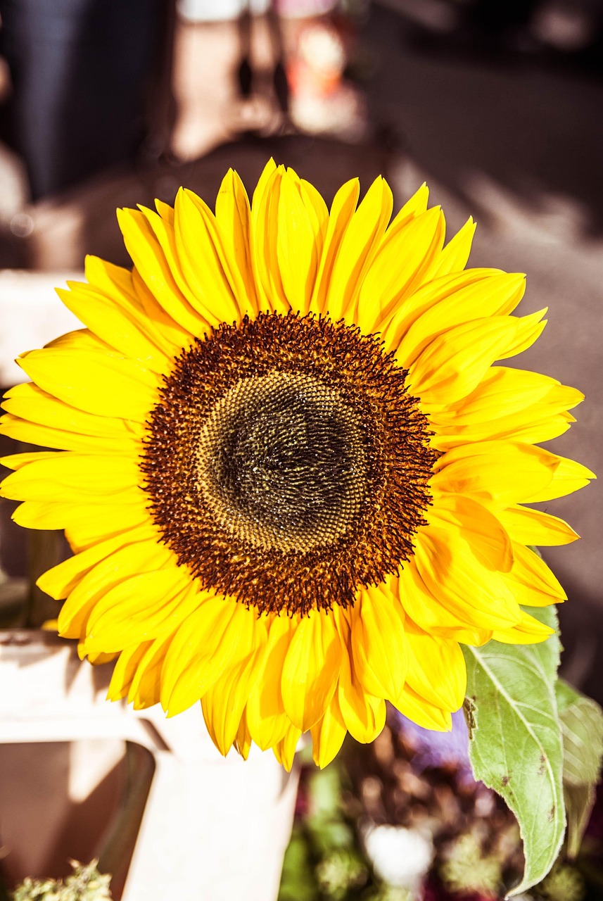 nature-3101559_1280.jpg