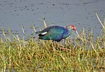 purple swamphen, purple moorhen, porphyiro porphyiro