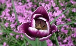 flower, tulip, spring