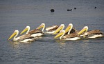 great white pelican, pelecanus onocrotalus, eastern white pelican