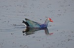 purple swamphen, purple moorhen, porphyiro porphyiro