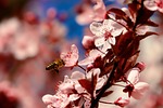 nature, cherry wood, bee