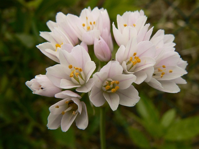 Free Flower Nature photo and picture