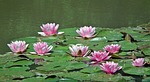 water lilies, pink, flower